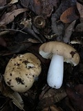 Russula cerolens image