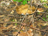 Oudemansiella furfuracea image