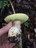 Boletus regineus image