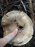Gomphidius oregonensis image