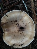 Gomphidius oregonensis image