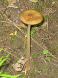Oudemansiella furfuracea image