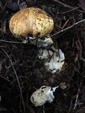 Suillus caerulescens image