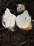 Suillus caerulescens image