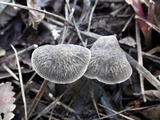 Pluteus thomsonii image