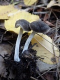 Pluteus thomsonii image