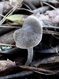 Pluteus thomsonii image