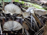 Pluteus thomsonii image