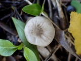 Pluteus thomsonii image