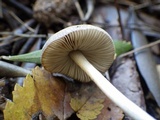 Pluteus thomsonii image
