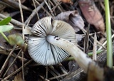 Pluteus thomsonii image