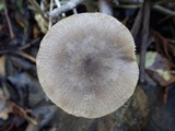 Coprinopsis melanthina image