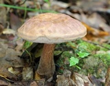 Tylopilus badiceps image