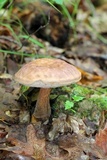 Tylopilus badiceps image