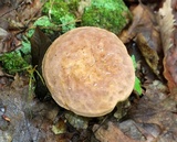 Tylopilus badiceps image
