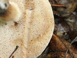 Tylopilus badiceps image