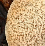 Tylopilus badiceps image