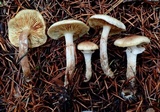 Pholiota decorata image