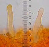 Pholiota decorata image