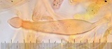 Pholiota decorata image