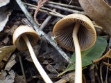 Parasola conopilea image