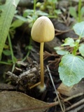 Parasola conopilea image