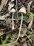 Parasola conopilea image