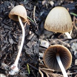 Parasola conopilea image