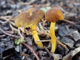 Pluteus romellii image