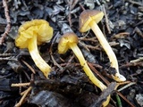 Pluteus romellii image