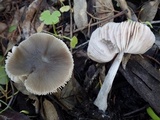 Pluteus insidiosus image