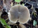 Pluteus insidiosus image