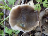 Pluteus insidiosus image