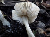 Pluteus insidiosus image
