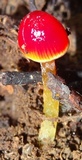 Hygrocybe hypohaemacta image