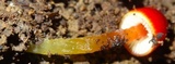 Hygrocybe hypohaemacta image