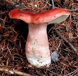 Russula mariae image