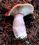 Russula mariae image
