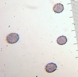 Russula mariae image