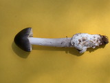 Amanita constricta image