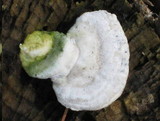 Trametes gibbosa image