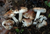Hygrophorus roseobrunneus image