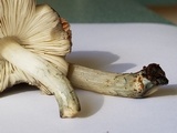 Pluteus americanus image
