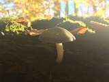 Pluteus americanus image