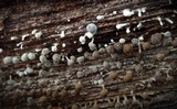 Phleogena faginea image