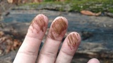 Phleogena faginea image