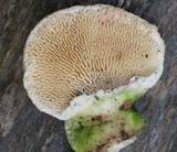Trametes gibbosa image