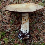 Agaricus crocodilinus image