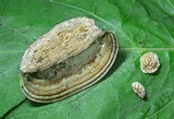 Daedalea quercina image