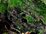 Xylobolus frustulatus image